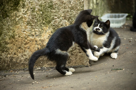 Kittens are playing outside. Cute homeless kittens. Little animals. Playing with animals.の写真素材