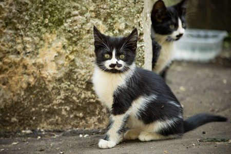 Kitten with a funny mustache. Kitten on the street. Homeless animal.の写真素材