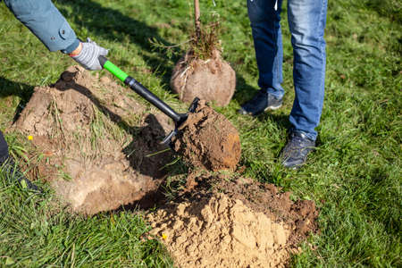 Planting pine trees in the ground. The gardener is planting a tree. A man with a shovel is dripping a seedling hole. Garden plant.の写真素材