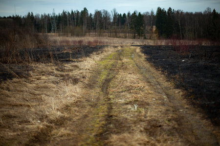 The road through the scorched field. Black burnt grass and path. Tropinka along the edge of the burnt area.の写真素材