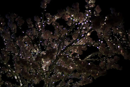 Garlands on a tree. Lights on the branches. The background to the holiday. Shooting at night.の写真素材