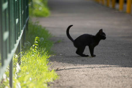 Black kitten plays in the yard in summer. Kitten on the street. Homeless animal.の写真素材