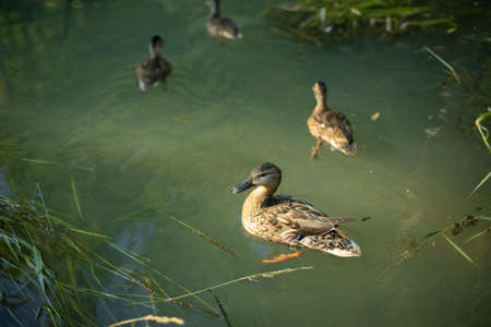 Ducks in the river. Ducks swim on the water. Wild birds in nature.の写真素材