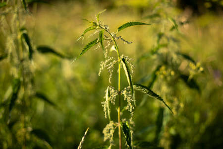 Nettle in summer. Green plant. Natural plant background.の写真素材