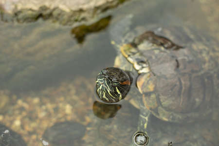 The turtle looks out of the water. Turtles in an artificial pond. Waterfowl animal. Decorative turtles.の写真素材