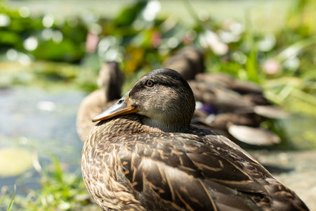 Duck in nature. Close-up portrait of a duck. Details of a waterfowl. bird on the city pond.の写真素材