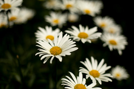 White daisies in the garden. Flowers in summer. Natural background from daisies.の写真素材
