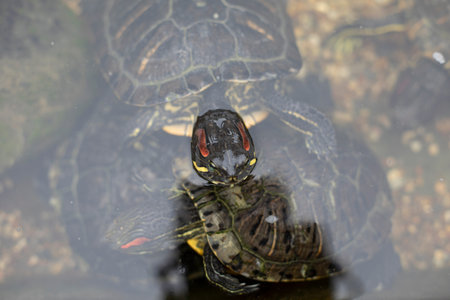 Turtle underwater. The turtle swims. Decorative animal in the pond.