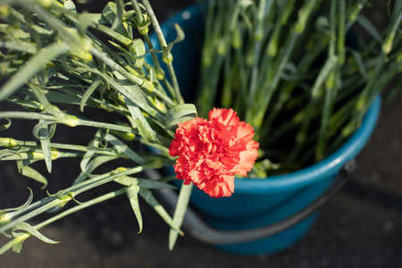 Red carnation flowers. cut flowers in a bucket. Background from bright inflorescences.の写真素材