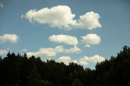White clouds over the forest. Summer landscape. View of the trees and the sky.の写真素材