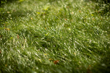 Grass texture. Grass in the sunshine. Green natural background.