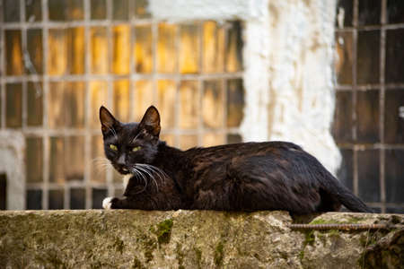Homeless cat on the street. Black and white cat in the yard. An animal without owners. Cute pet.の写真素材
