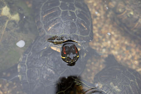Turtle underwater. The turtle swims. Decorative animal in the pond.の写真素材