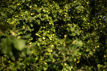 Green apples on the tree. Apple tree in summer. Green natural garden tree background.の写真素材