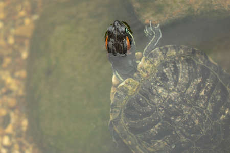 The turtle looks out of the water. Turtles in an artificial pond. Waterfowl animal. Decorative turtles.の写真素材