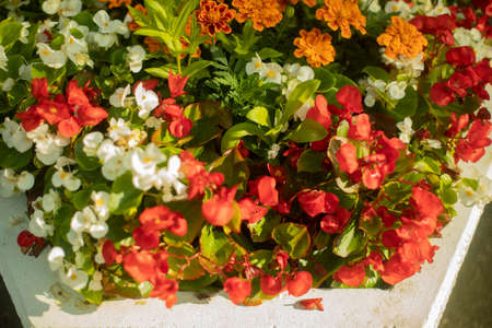 Flowers in the garden. Urban decoration with flowers. Flower garden.の写真素材