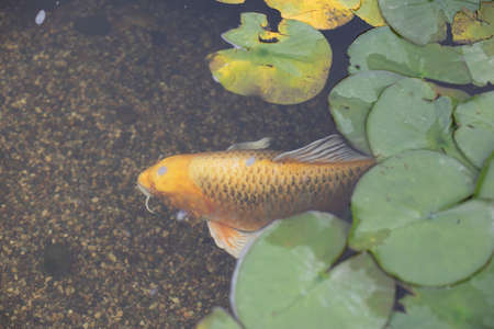 Gold fish in the pond. The fish swims underwater. Decorative fish pond with golden scales.の写真素材