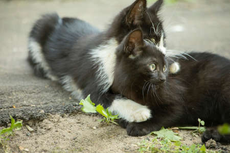 Kittens are playing outside. Cute homeless kittens. Little animals. Playing with animals.の写真素材