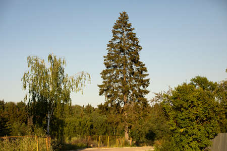 Tall spruce. Lonely tree. Summer forest landscape. Natural landscape.の写真素材