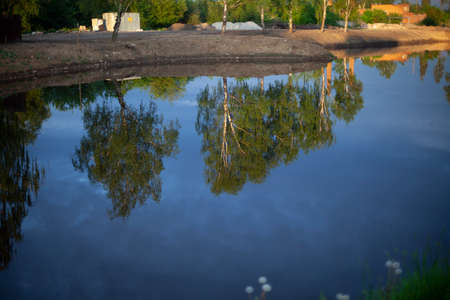 Reflection of trees in the lake. The surface of the water in the evening. Birch trees on the shore of the pond.の写真素材