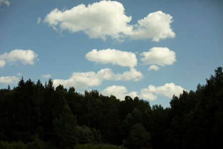 White clouds over the forest. Summer landscape. View of the trees and the sky.の写真素材