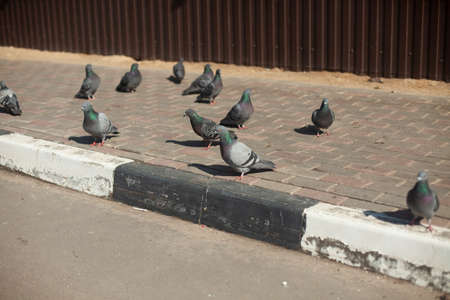Doves on the street. Homeless birds. The pigeon spreads the infection. Nice birds.の写真素材