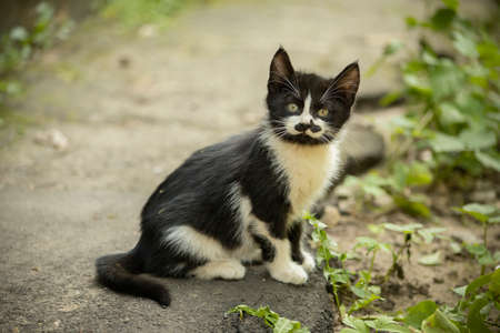 Kitten with a funny mustache. Kitten on the street. Homeless animal.の写真素材