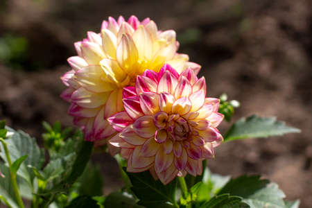 The garden flowers have bloomed. A beautiful flower in the sunlight. A lot of petals at the inflorescence. Natural background.の写真素材