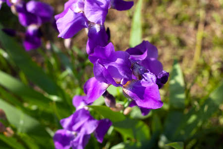 Flowers in the garden. Purple toffee. A beautiful flower in summer.の写真素材