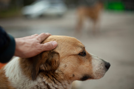 The man is stroking the dog's head. The guy caresses the face of a homeless dog with his hand. Summer animal portrait on the street. Grooved eyes of an abandoned pet.の写真素材