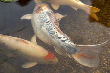 Fish swim in shallow water. Fish in an artificial reservoir. A decorative pond decorating the park. Large white-orange fish.の写真素材