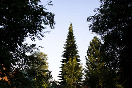 Lonely fir tree against the sky. Tall spruce stands out from other trees. Landscape with a forest. A tree of record height. Spruce plant in summer.の写真素材