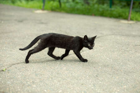 A black kitten is walking on the asphalt. Homeless little kitten. Animal on the street.の写真素材