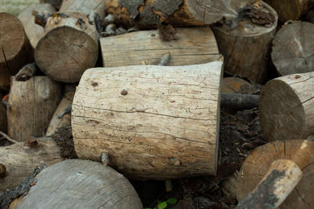 Tree stumps for preparation of cutting firewood. The stumps of the tree trunk are harvested on the street. Dry wood cut into large pieces.の写真素材