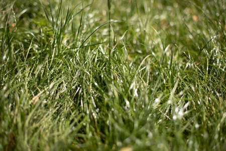 Grass texture. Grass in the sunshine. Green natural background.の写真素材