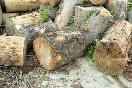 Tree stumps for preparation of cutting firewood. The stumps of the tree trunk are harvested on the street. Dry wood cut into large pieces.の写真素材