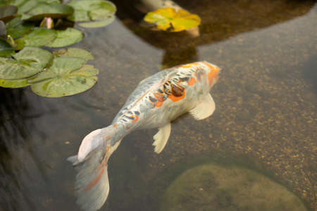 Fish in the pond. An ornamental fish swims in the water. Interesting color of the scales.の写真素材