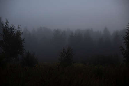 Foggy morning in the woods. Increased humidity in nature. A dark forest pops through a thick fog. Simple landscape before dawn.の写真素材
