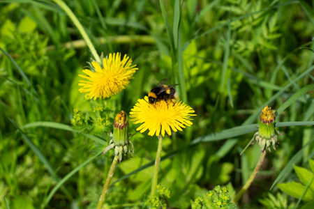 Bumblebee on a yellow dandelion. The insect pollinates the flower. Bumblebee collects nectar in summer. Dandelion in nature.の写真素材