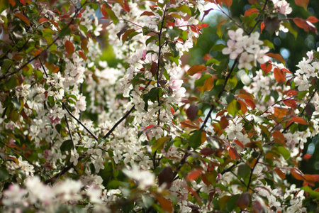 Blossoming apple tree. Small white flowers.の写真素材