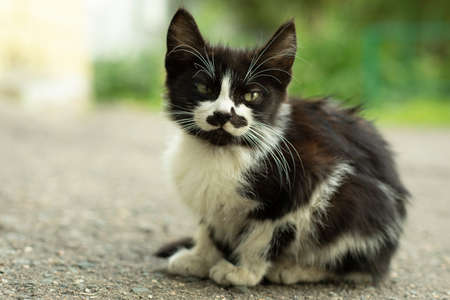 The kitten looks into the camera. Black-white kitten on the street. Homeless kitty.の写真素材