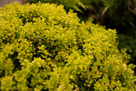 Green plant in the park. Garden plant in summer. The beauty of landscaping green spaces.の写真素材