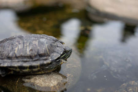 One turtle sits on a square in the park. The turtle climbed out of the water onto a pebble. The reptile is resting inside the shell.の写真素材