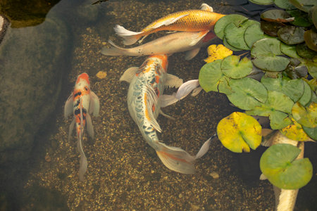 Fish swim in an artificial pond. An animal in the water. Japanese pond with ornamental fish.の写真素材