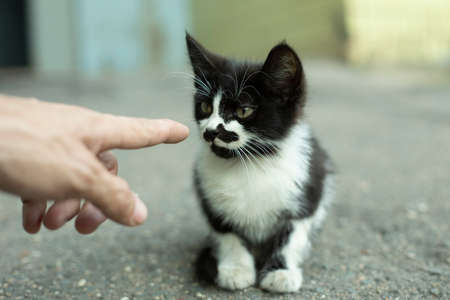 Homeless kitten looks at the finger. Black-white kitten sits on the asphalt. The finger points to a cute kitten with a funny mustache.の写真素材