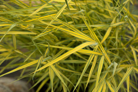 Plants in an artificial pond. Swamp plants on the water. Water garden decoration.の写真素材