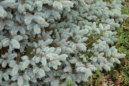 Coniferous plant in the garden. Garden pine. Miniature spruce tree. Pine needles background.の写真素材