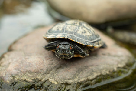 One turtle sits on a square in the park. The turtle climbed out of the water onto a pebble. The...