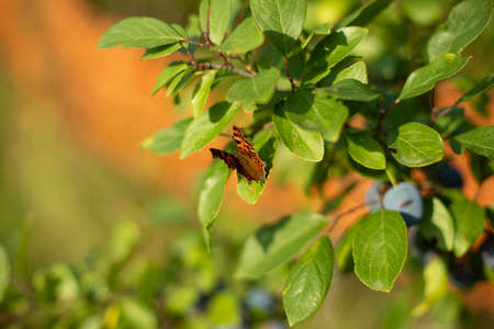 A butterfly sits on plum leaves. Summer plant with insect. Simple background nature in the summer.の写真素材