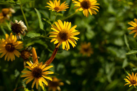 Yellow flowers in the garden. Plants on the street. Natural background of yellow inflorescences.の写真素材